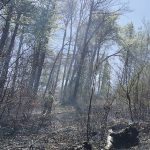 Požar na grajski gozdni cesti 16.4 (3)
